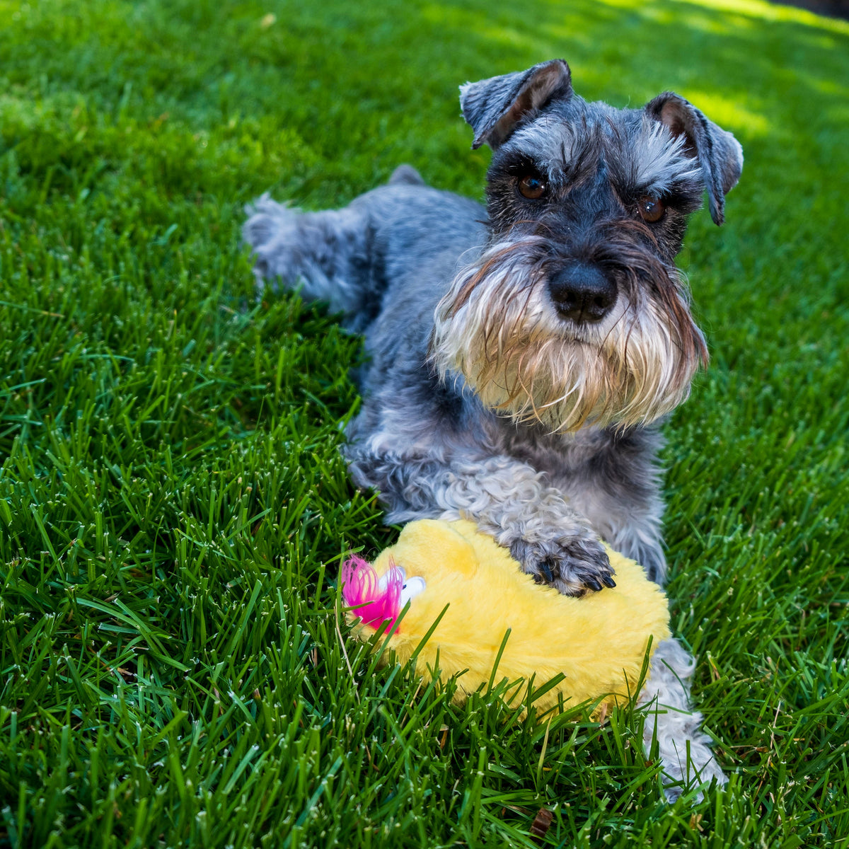 Fun Dog Toy by DogGoods™