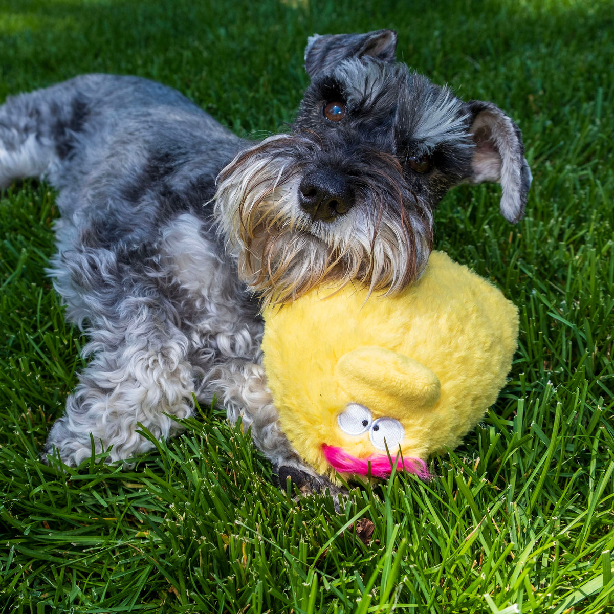 Fun Dog Toy by DogGoods™