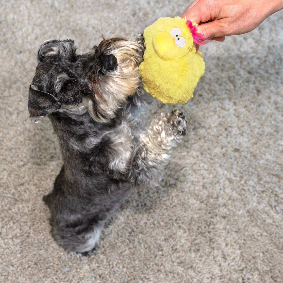 Fun Dog Toy by DogGoods™