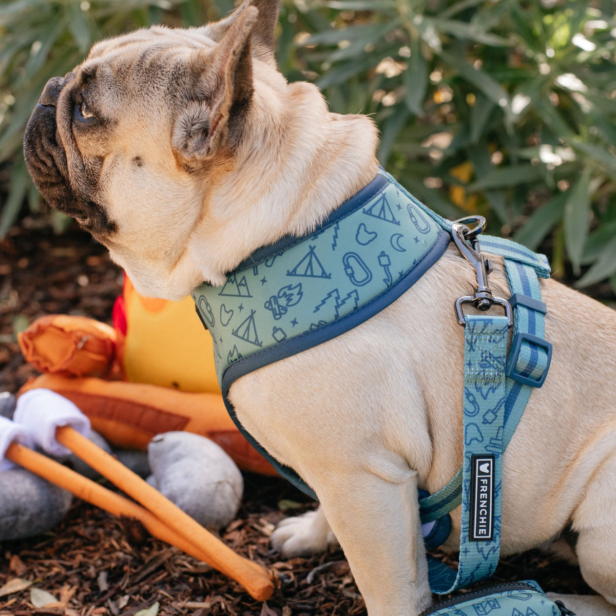Frenchie Duo Reversible Harness - Camp Frenchie
