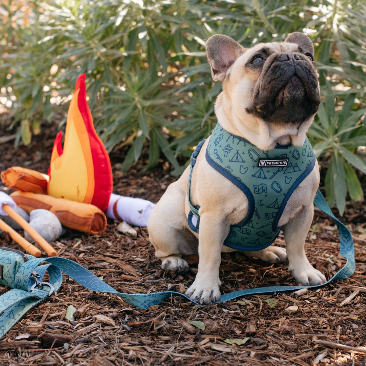 Frenchie Duo Reversible Harness - Camp Frenchie