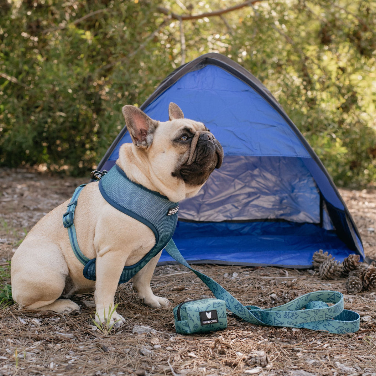 Frenchie Duo Reversible Harness - Camp Frenchie