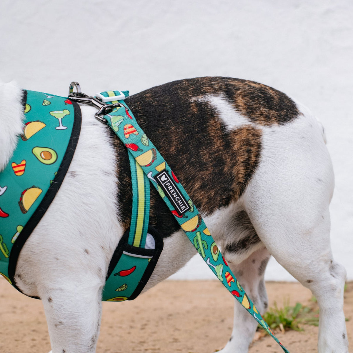 Frenchie Comfort Leash - Taco Tuesday- Green