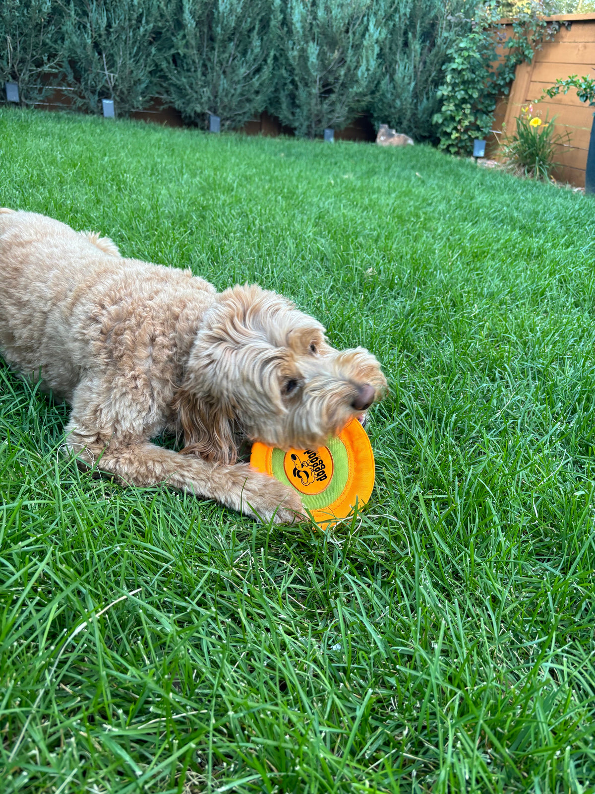 Xtreme Flyer: The Soft, Floating Frisbee by DogGoods ™