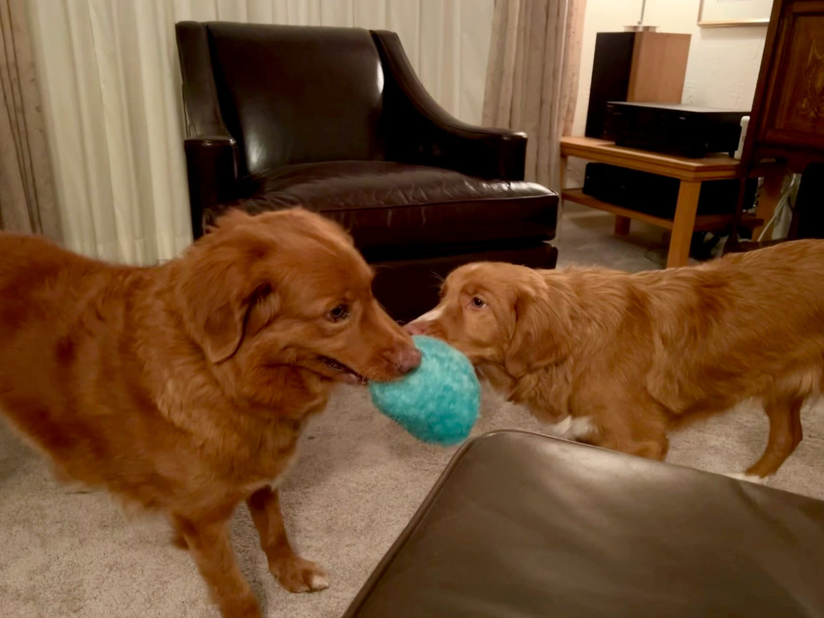 Fun Dog Toy by DogGoods™
