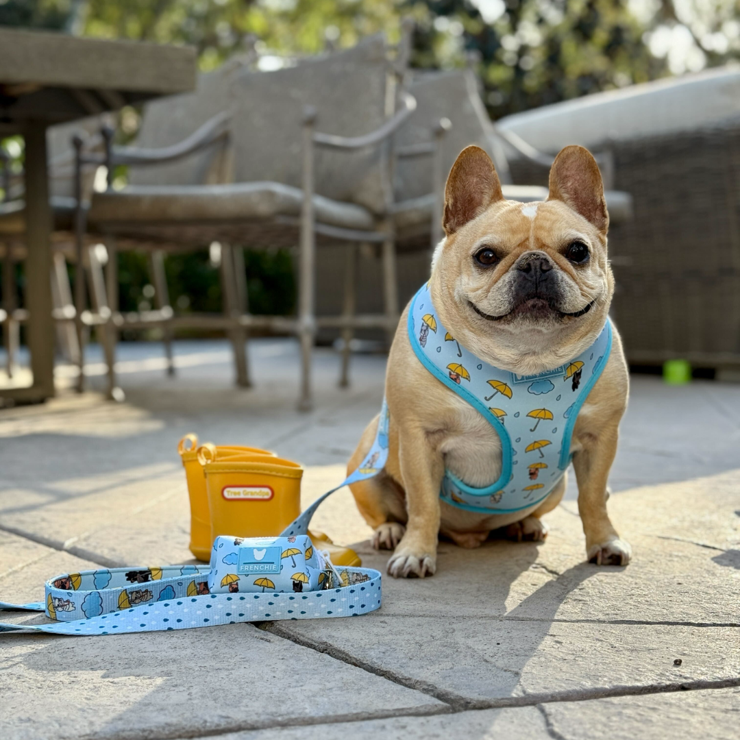 Frenchie Comfort Leash - It's Raining Frenchies