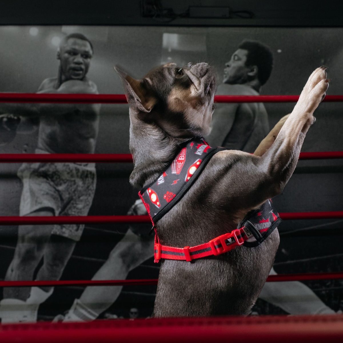 Frenchie Duo Reversible Harness - Knockout