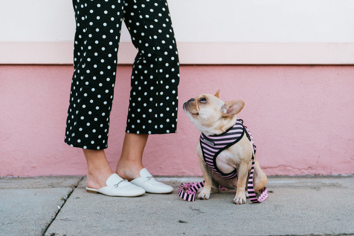 Frenchie Duo Reversible Harness - Pink Bad to the Bone