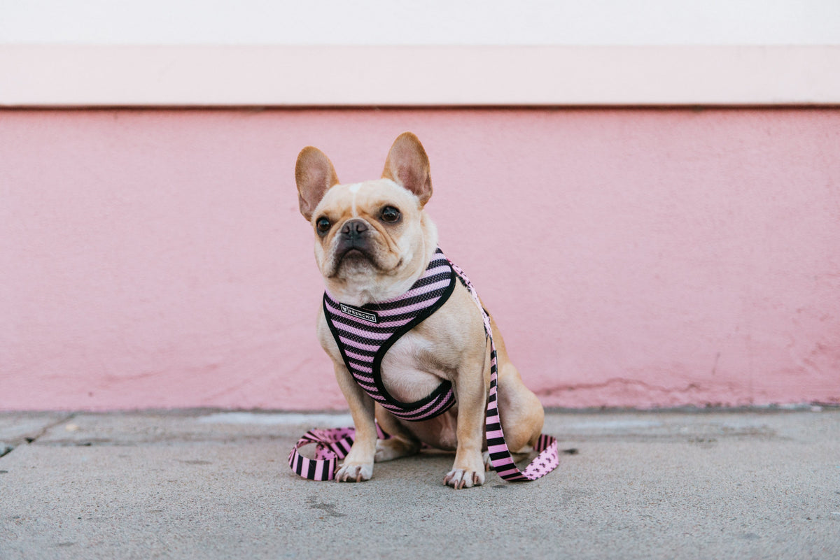 Frenchie Duo Reversible Harness - Pink Bad to the Bone