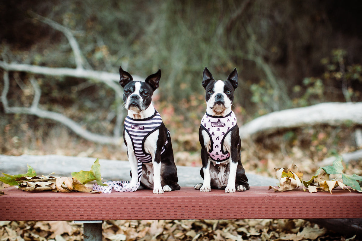 Frenchie Duo Reversible Harness - Pink Bad to the Bone