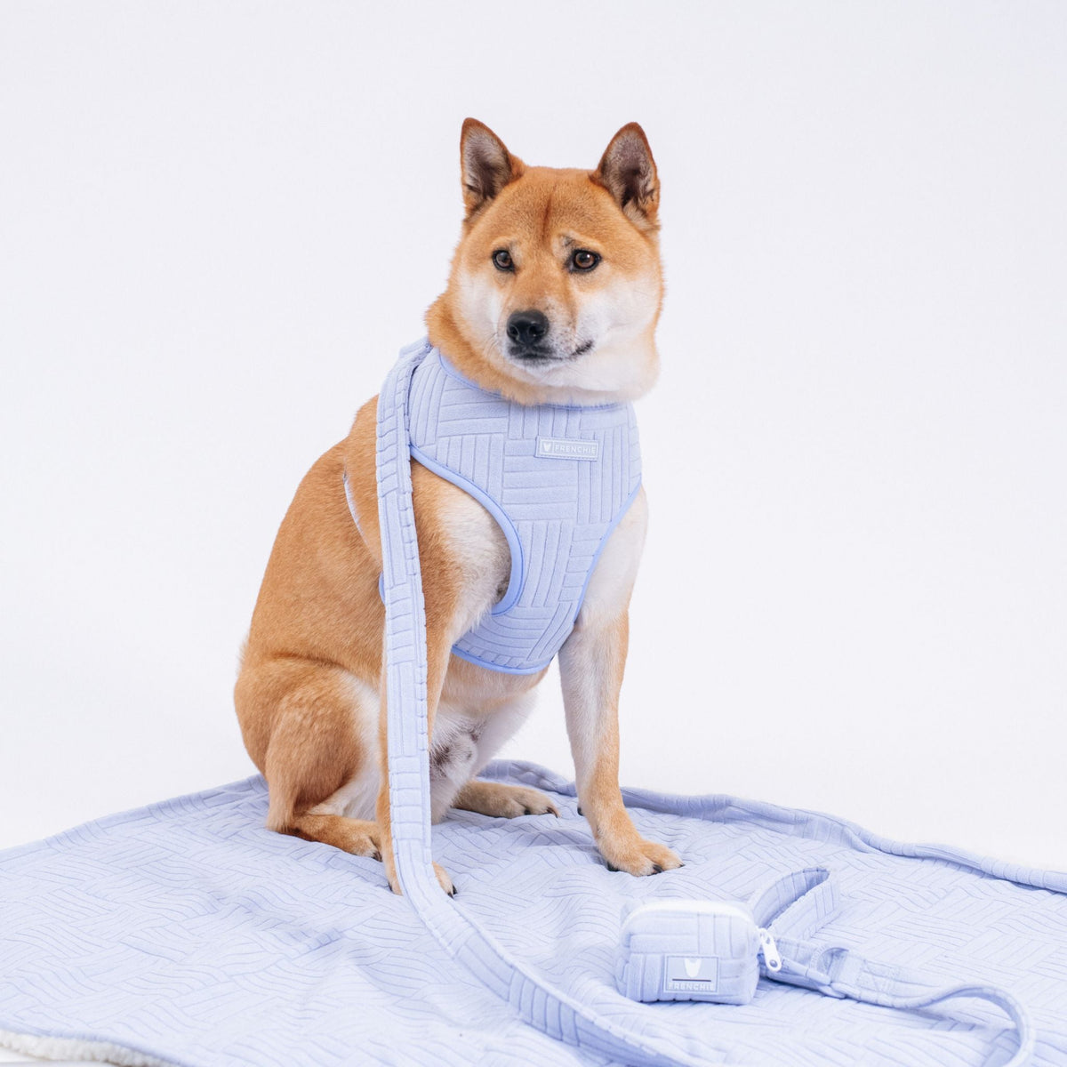 Frenchie Comfort Leash - Terry- Blue