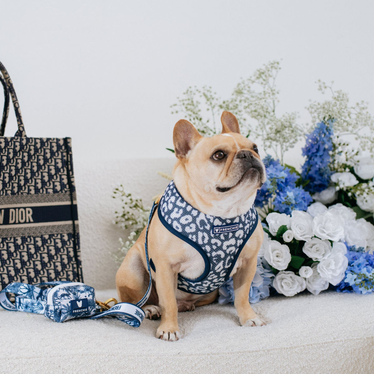 Frenchie Duo Reversible Harness - Toile- Blue