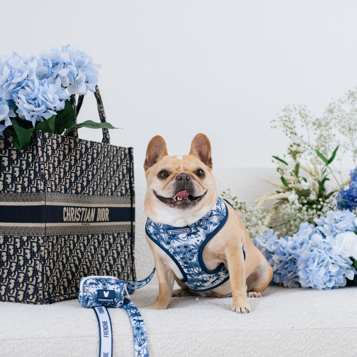 Frenchie Duo Reversible Harness - Toile- Blue