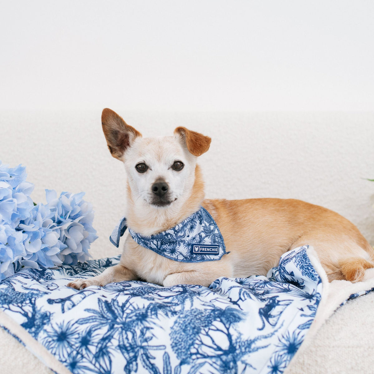 Frenchie Cooling Bandana - Toile- Blue