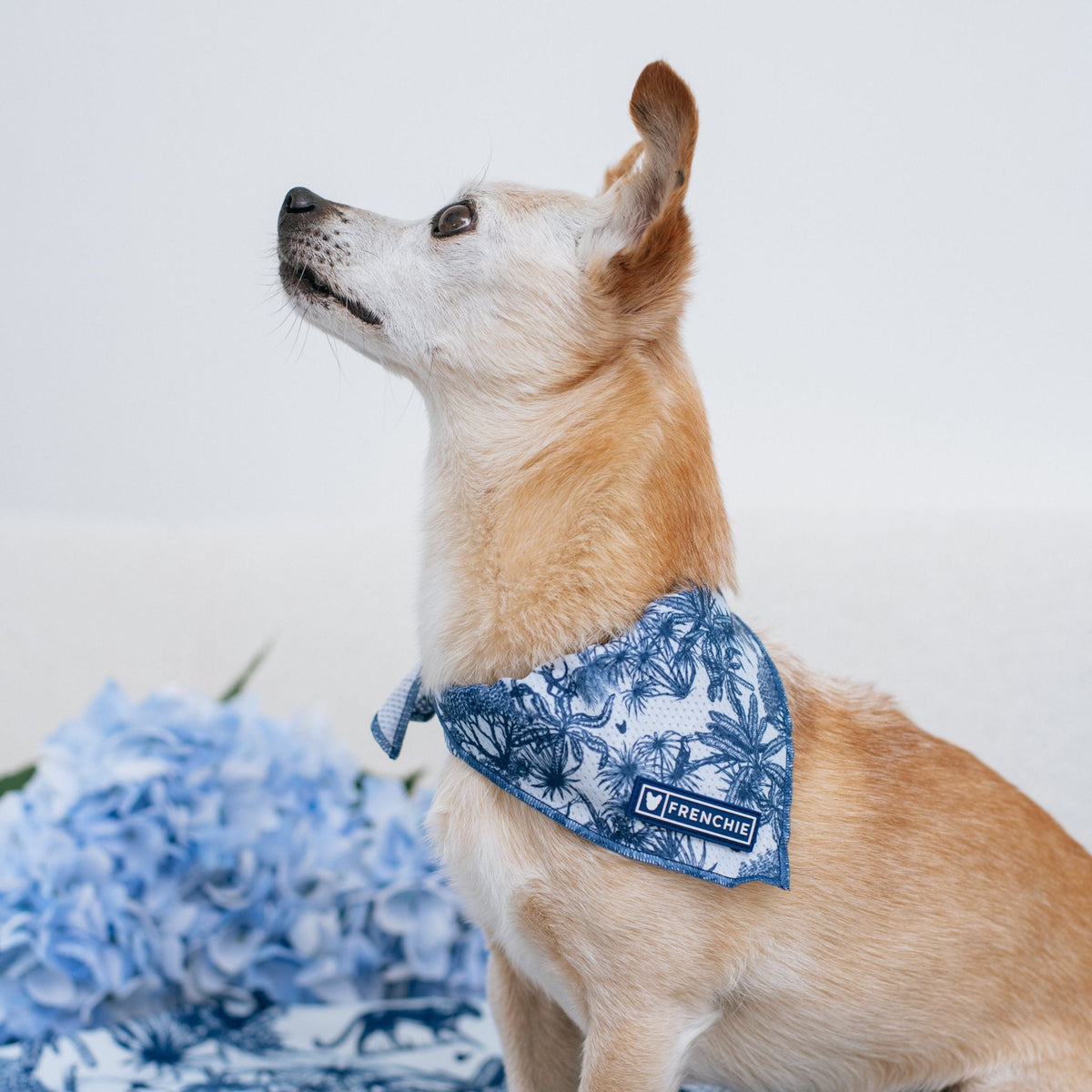 Frenchie Cooling Bandana - Toile- Blue