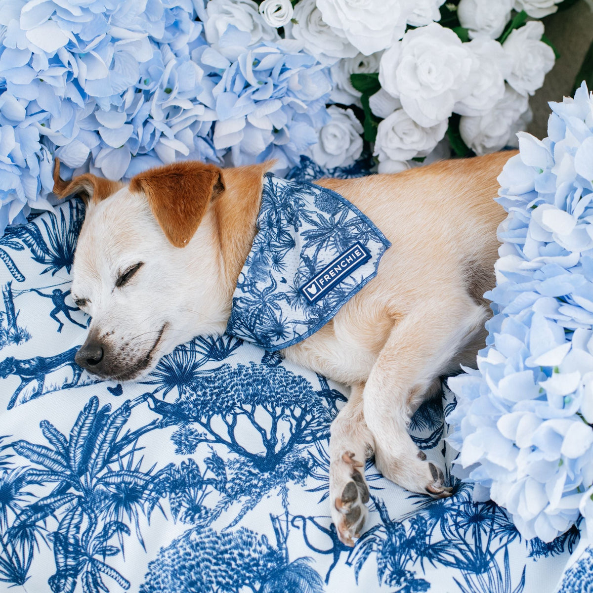 Frenchie Cooling Bandana - Toile- Blue