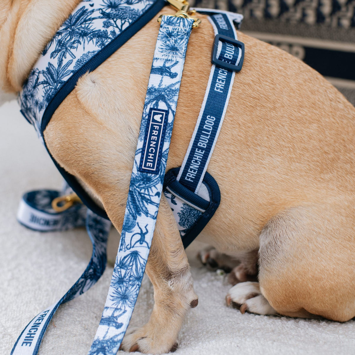 Frenchie Comfort Leash - Toile- Blue