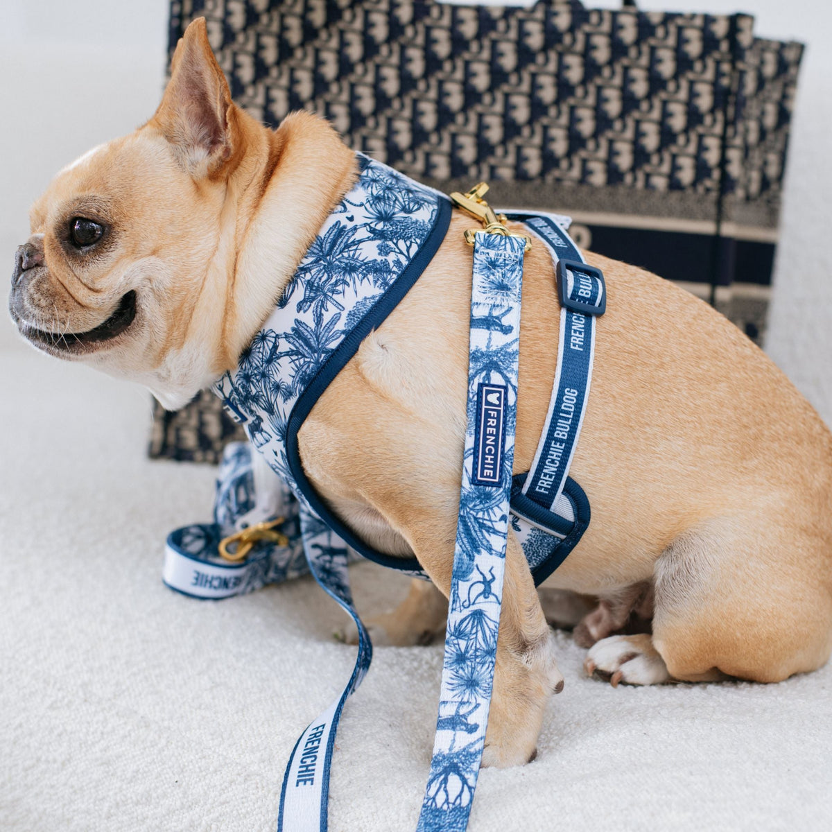 Frenchie Duo Reversible Harness - Toile- Blue