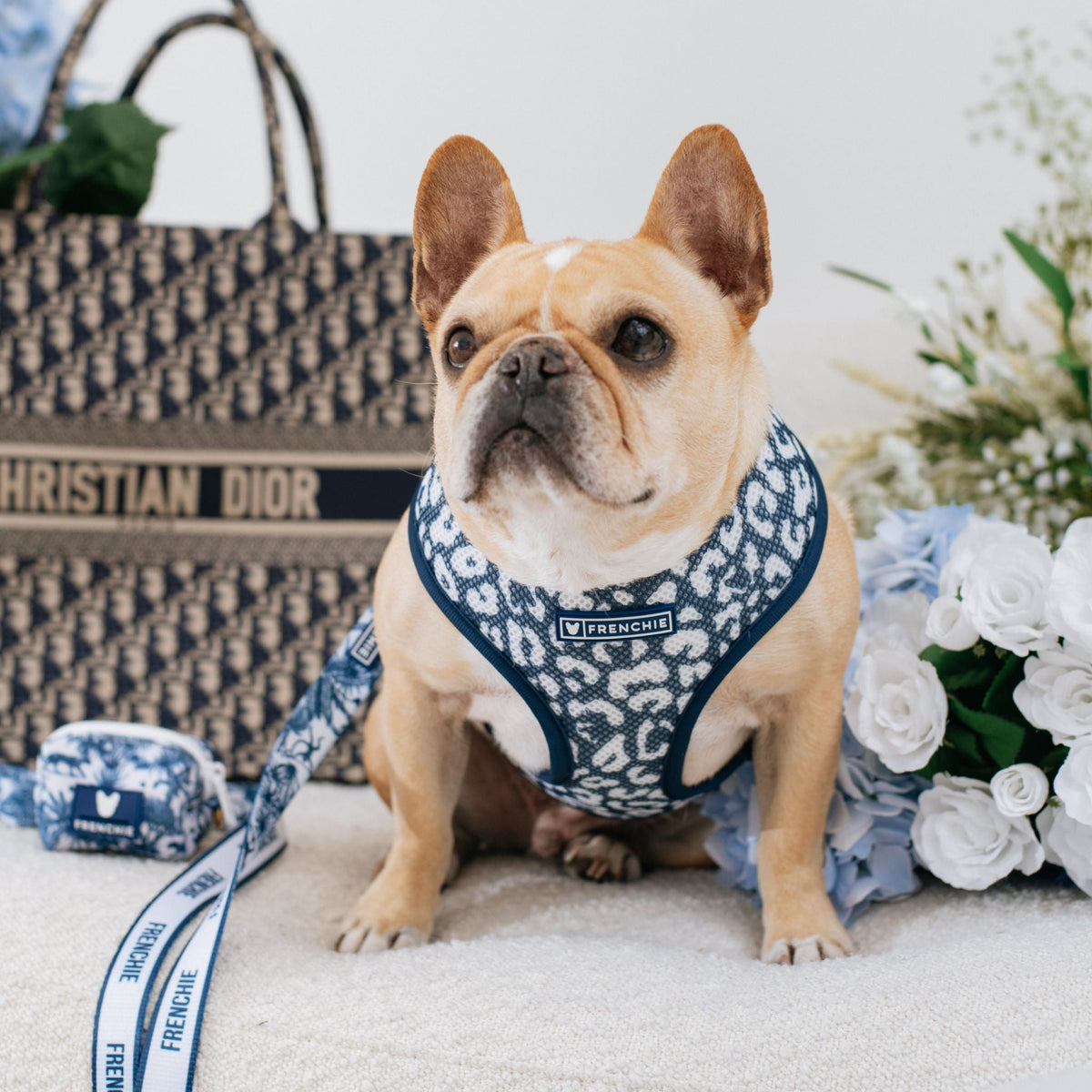 Frenchie Duo Reversible Harness - Toile- Blue