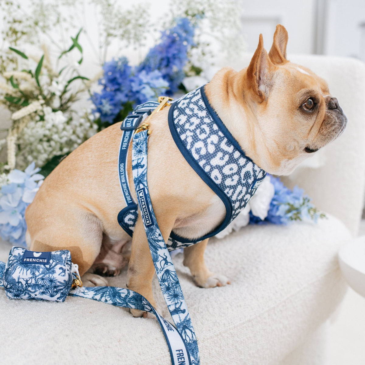 Frenchie Duo Reversible Harness - Toile- Blue