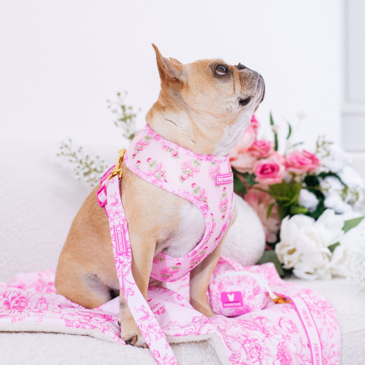 Frenchie Comfort Leash - Toile- Pink