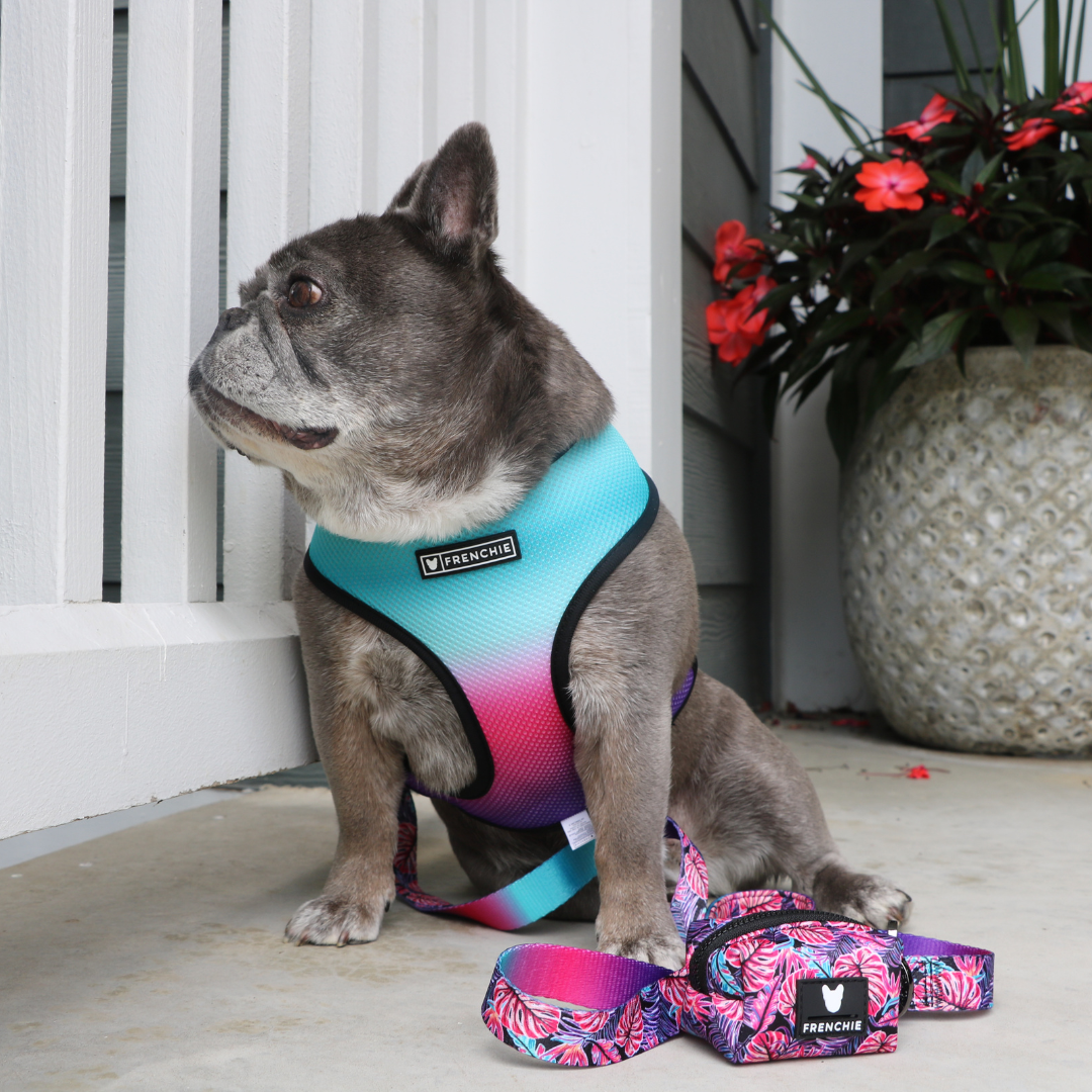 Frenchie Duo Reversible Harness - Tropical Palms