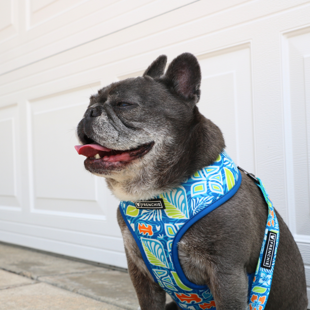 Frenchie Duo Reversible Harness - Waikiki