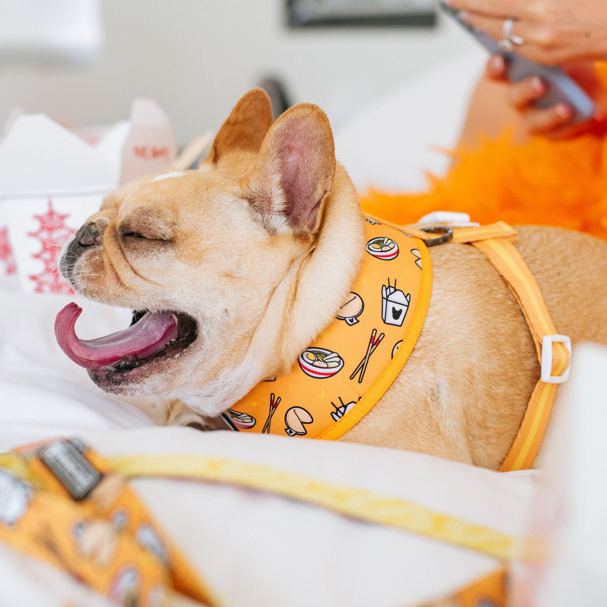 Frenchie Duo Reversible Harness - Frenchie Takeout