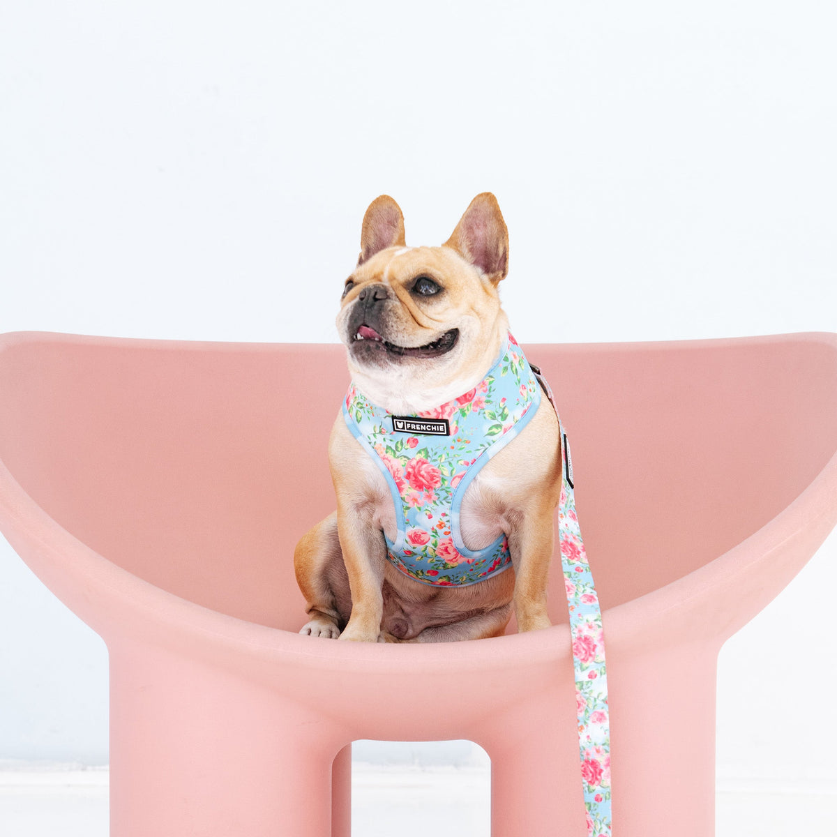 Frenchie Duo Reversible Harness - Secret Garden