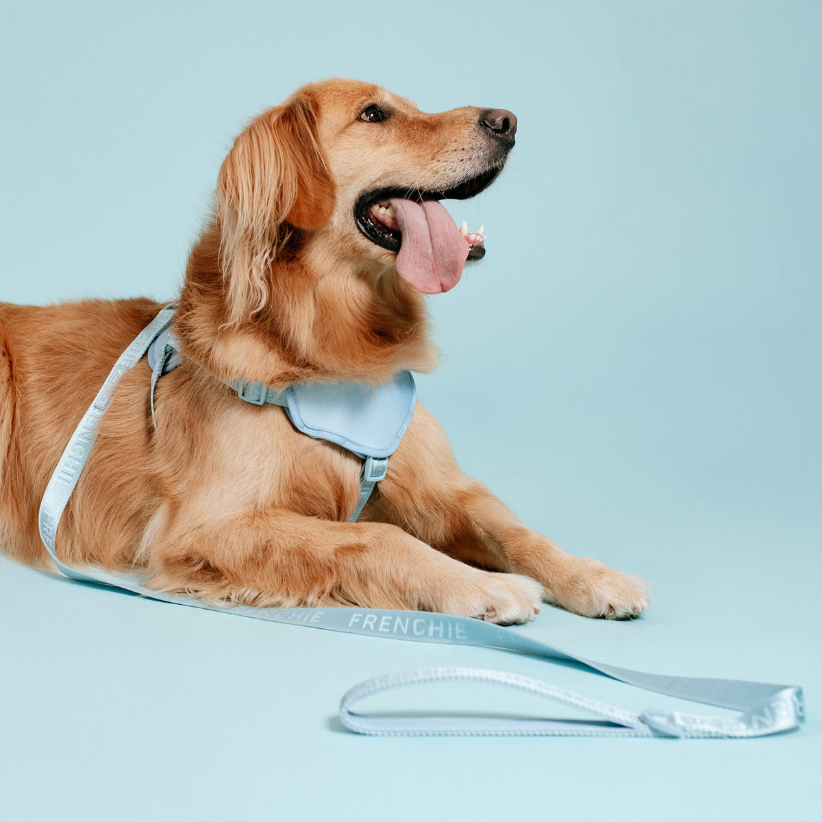 Frenchie Comfort Leash - Sky Blue