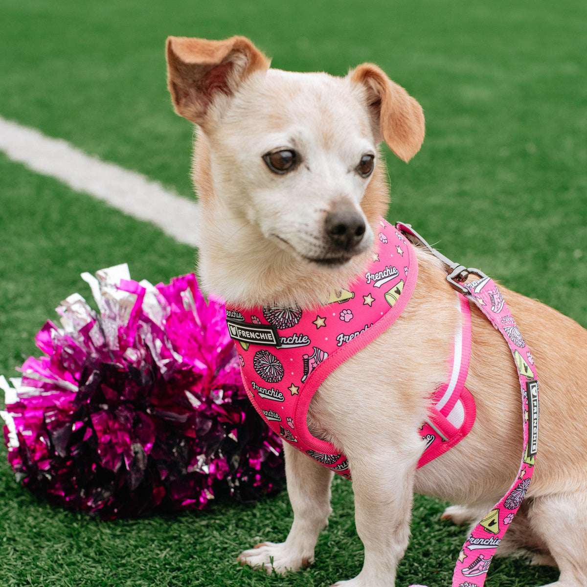Frenchie Duo Reversible Harness - Spirit Paws